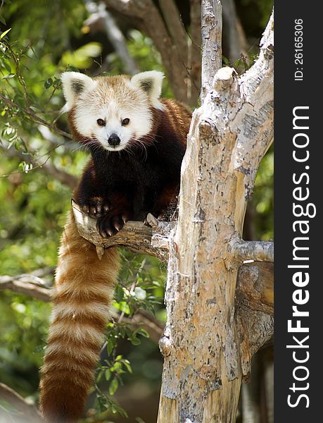 A Red Panda sits in a tree looking at the viewer. A Red Panda sits in a tree looking at the viewer