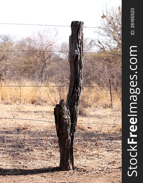 Bushveld Tree Trunk Fence