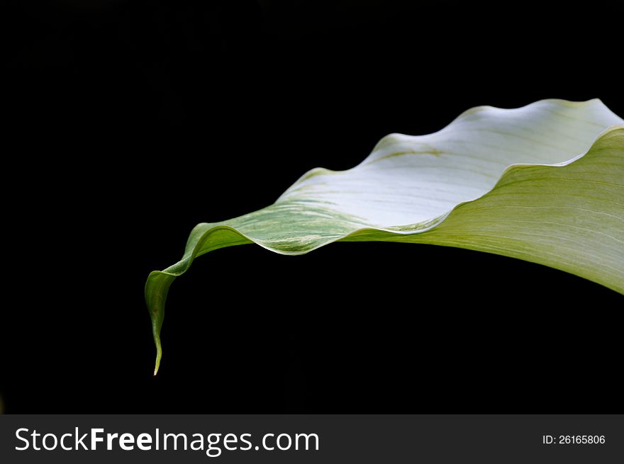 Arum lily viewed side-on against a black background.