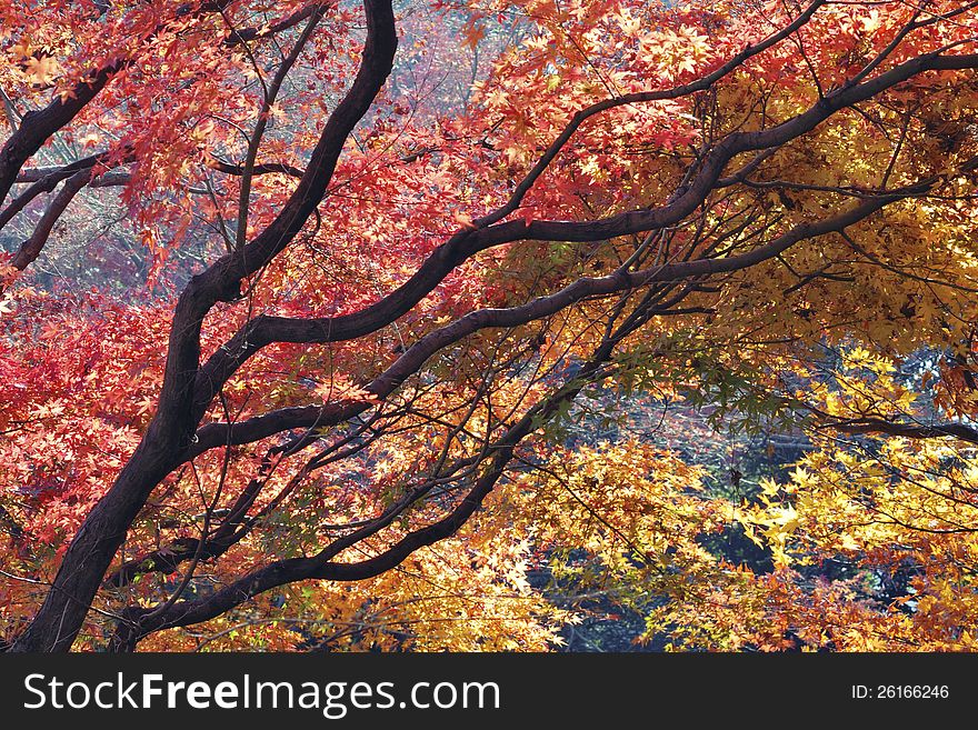 Highly - detailed scenic branches of autumnal red Japanese maple tree