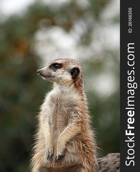 Closeup of alert meerkat standing on stone and looking around