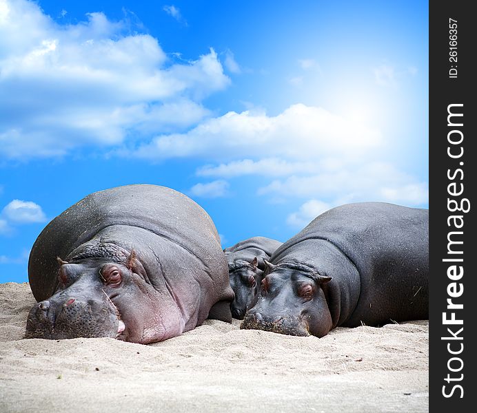 Fun portrait of hippopotamus family slipping on sand on blue sky background. Clipping path is included. Big free space for better crop. Fun portrait of hippopotamus family slipping on sand on blue sky background. Clipping path is included. Big free space for better crop