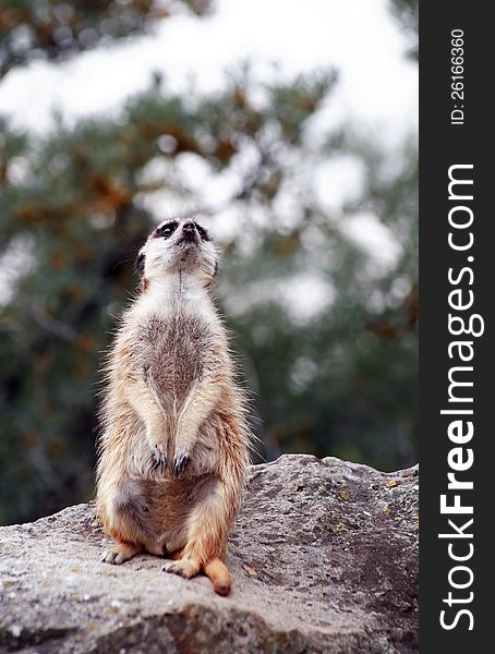 Closeup of alert meerkat standing on stone and looking up