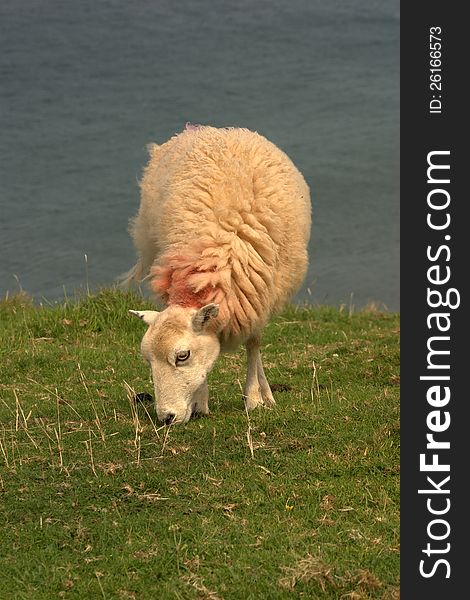 A lonesome welsh sheep grazing by the sea