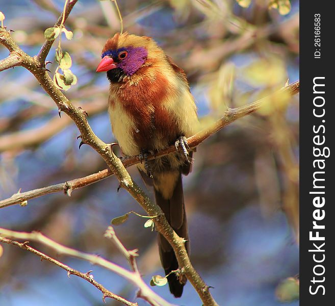 Young Boy Finding Feathers - Waxbills