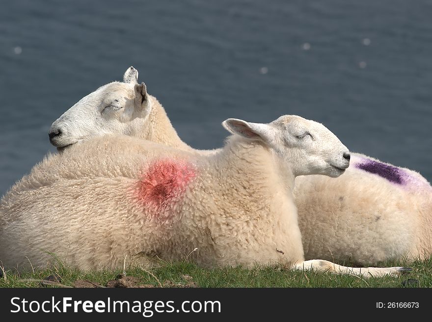 Sheep on a cliff at Rhossili beach in Wales. Sheep on a cliff at Rhossili beach in Wales