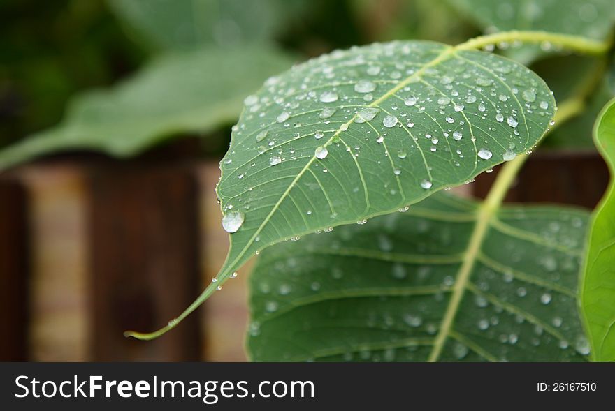 Close up shot of rain drops on phycus (peepal) leaf. Close up shot of rain drops on phycus (peepal) leaf.