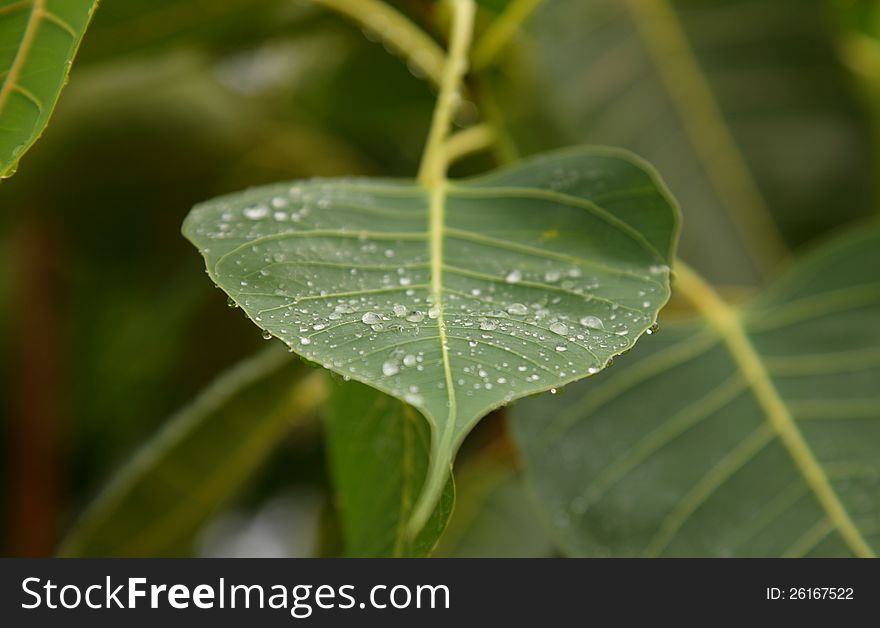 Water Drops On Phycus Leaf