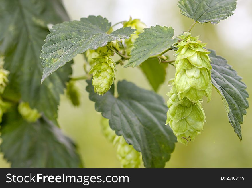 Hop - one's taste beer owes this plant. Hop - one's taste beer owes this plant