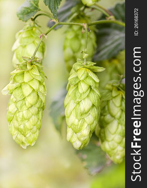 Hop - one's taste beer owes this plant. Hop - one's taste beer owes this plant