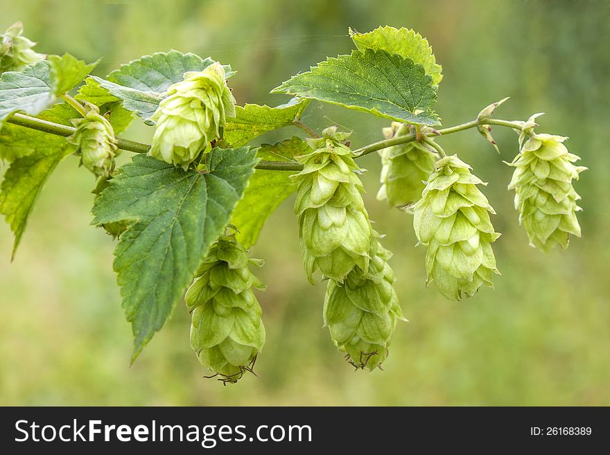 Hop - Taste Of Beer