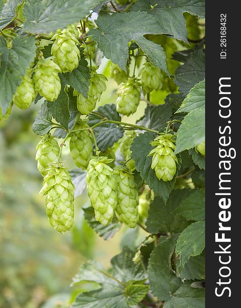 Hop - one's taste beer owes this plant. Hop - one's taste beer owes this plant