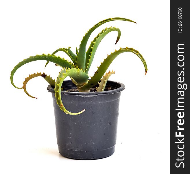 An Aloe Vera plant in a simple black pot. An Aloe Vera plant in a simple black pot