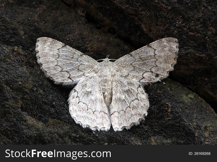 White color exotic moth found in western ghats of south india resting on a stone in tropical rain forests in karnataka, india. White color exotic moth found in western ghats of south india resting on a stone in tropical rain forests in karnataka, india
