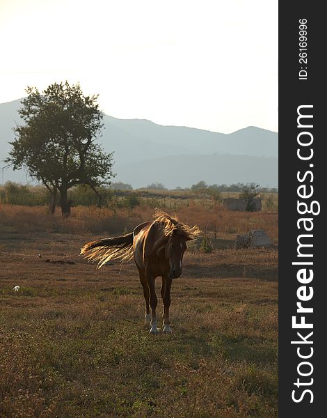 Brown horse in picturesque pasture with tree and mountain