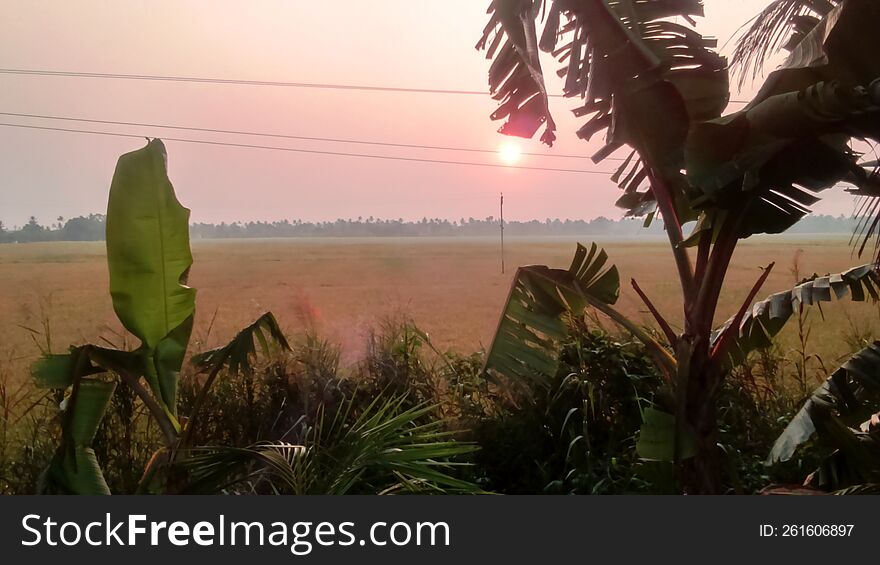 paddy fields, rural landscape, sunset view