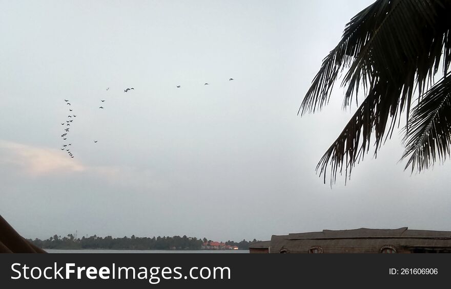 sunset sky view, birds flying back