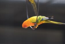 Yellow Parrot Sri Lanka Stock Photo