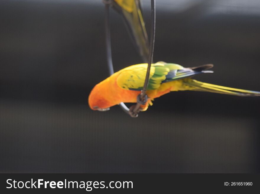 Yellow Parrot Sri Lanka