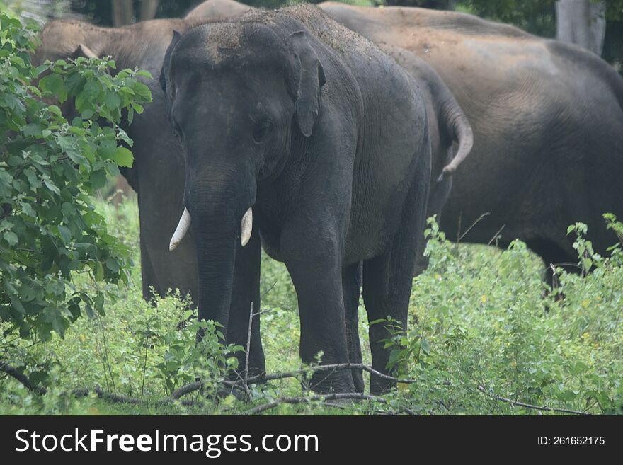 Baby Jungle Elephant Sri Lanka