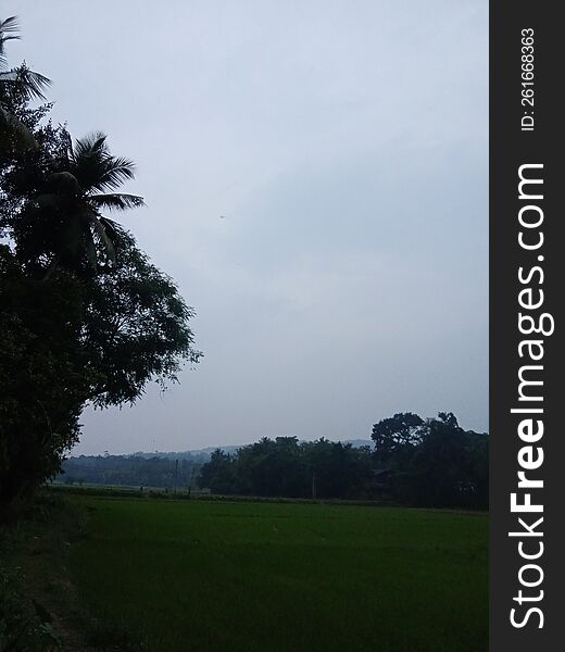 In Mirigama area, you can see paddy fields in abundance. There are mountain trees and vines in the surrounding environment. In Mirigama area, you can see paddy fields in abundance. There are mountain trees and vines in the surrounding environment.