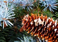 Detail Of Cone And Silver Spruce Stock Images
