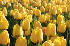 Yellow Tulips Royalty Free Stock Photos Yellow Tulips Royalty Free Stock Photos