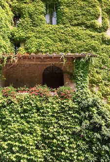 Ivy-covered House In Tuscany Royalty Free Stock Image Ivy-covered House In Tuscany Royalty Free Stock Image