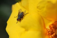 Common Fly On Yellow Flower Stock Photo Common Fly On Yellow Flower Stock Photo