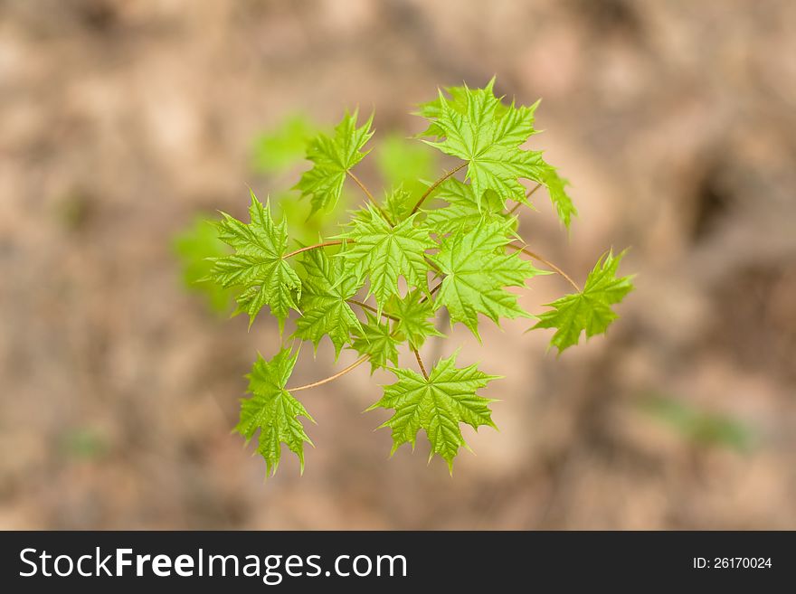 Green Leaves Of Maple Tree In Early Spring
