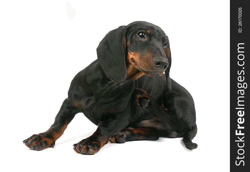 Dachshund puppy, 4 months old, portrait on a white background. Dachshund puppy, 4 months old, portrait on a white background