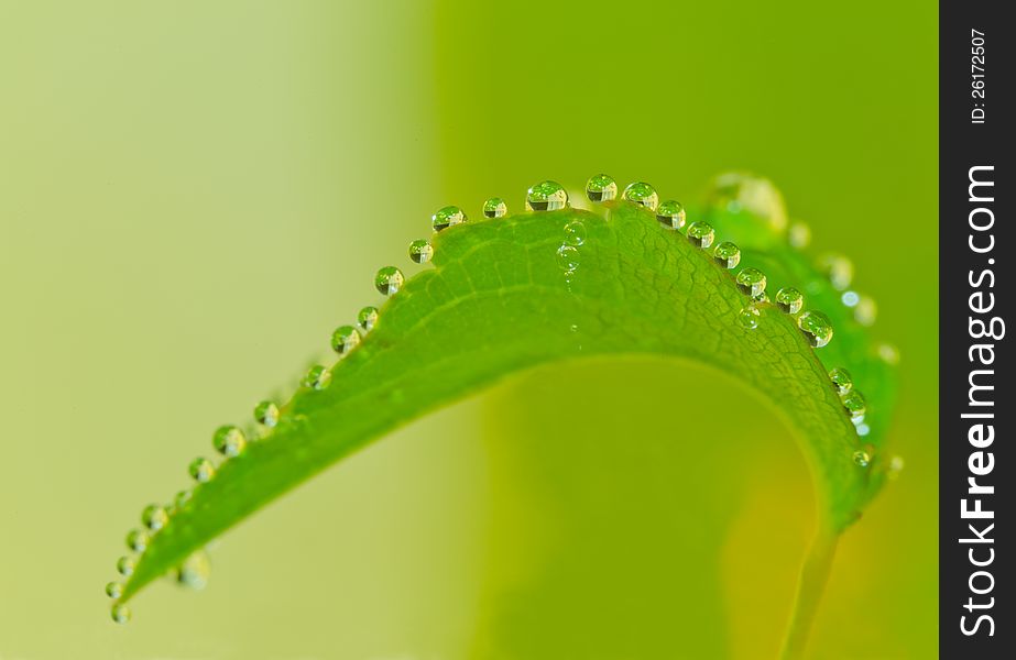 Dews on the leaf in the summer morning .
