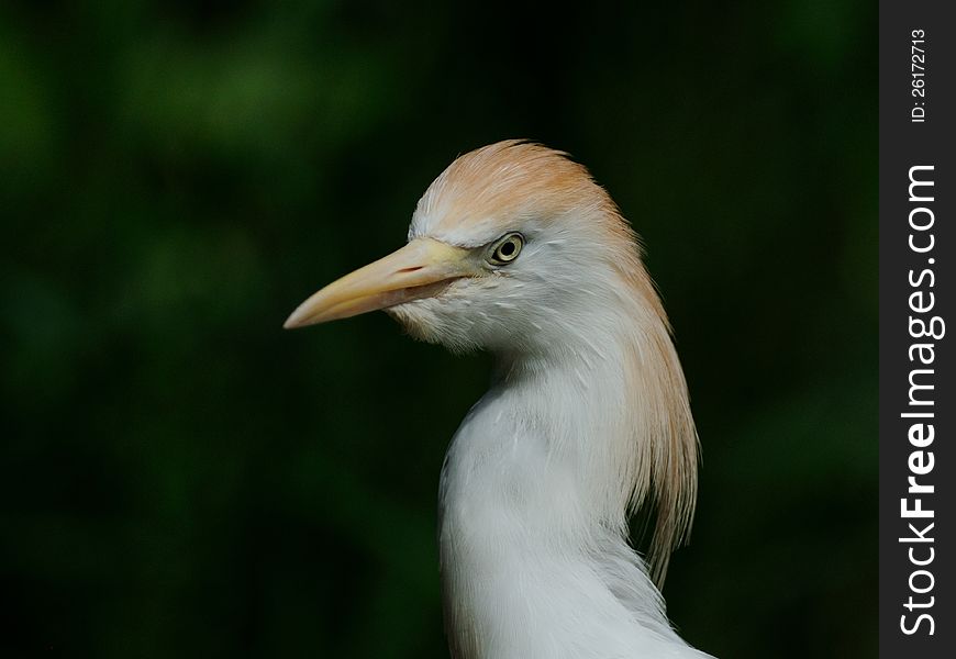 Cattle Egret &x28;Bubulcus Ibis&x29;