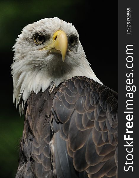 Bald Eagle &x28; Haliaeetus Leucocephalus &x29;