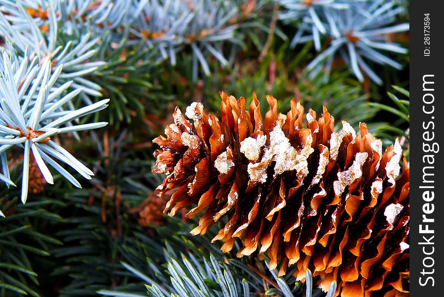 Macro detail of cone and silver spruce in wild forest.