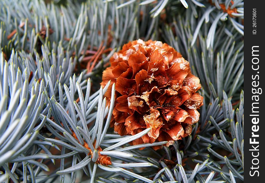 Macro detail of cone and silver spruce in wild forest.