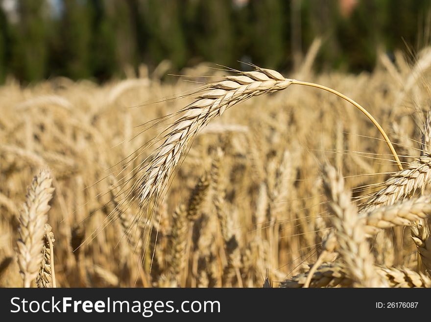 Ears of wheat on shiny field