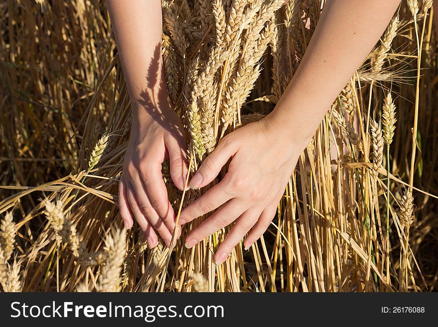 Bunch Of Wheat In Hands