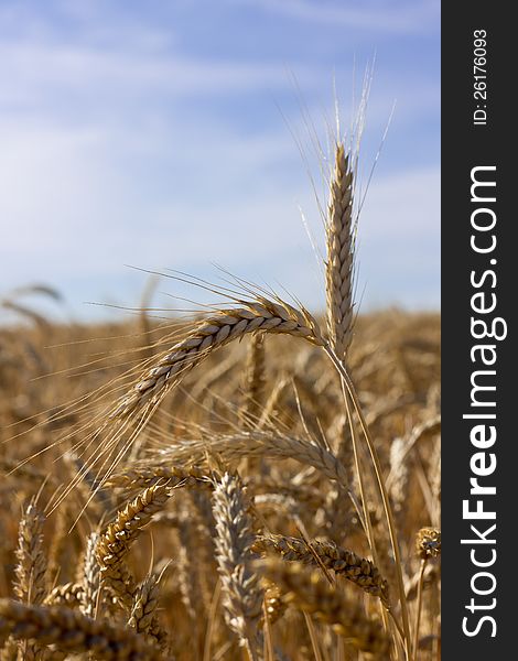 Ears of wheat on shiny field