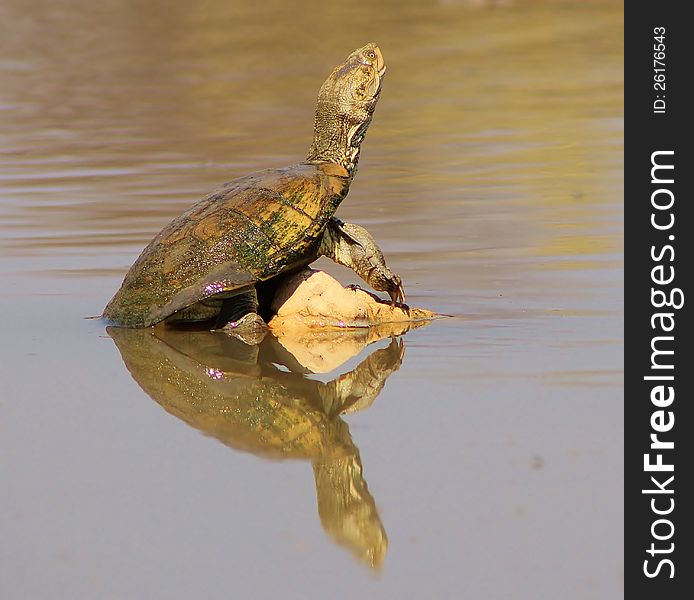 An old water terrapin (water tortoise) sunbathing before sunset. Photo taken on a game ranch in Namibia, Africa. An old water terrapin (water tortoise) sunbathing before sunset. Photo taken on a game ranch in Namibia, Africa.