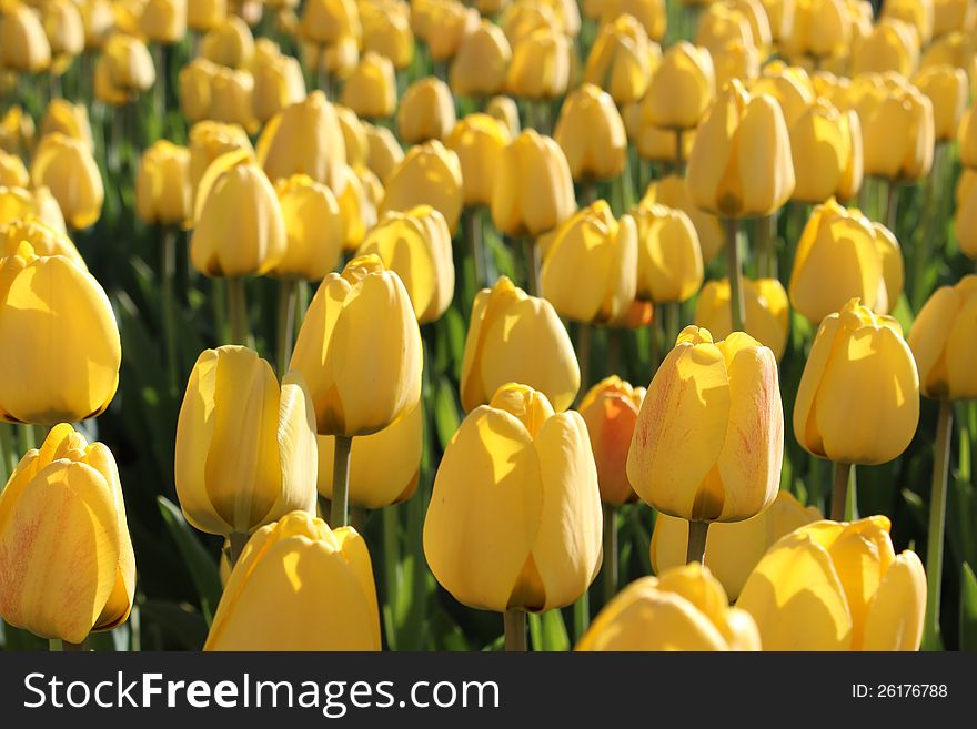 Many of bright yellow tulips on a sunny spring day