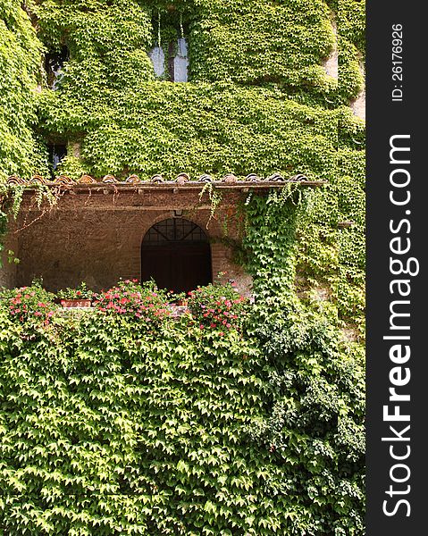 Ivy-covered house in Tuscany