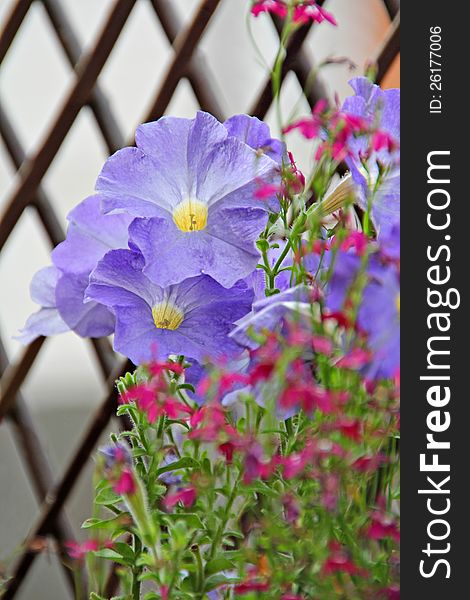 Photo of beautiful delicate summer flowers of petunias and lobelias with a lattice trellis fence in background.