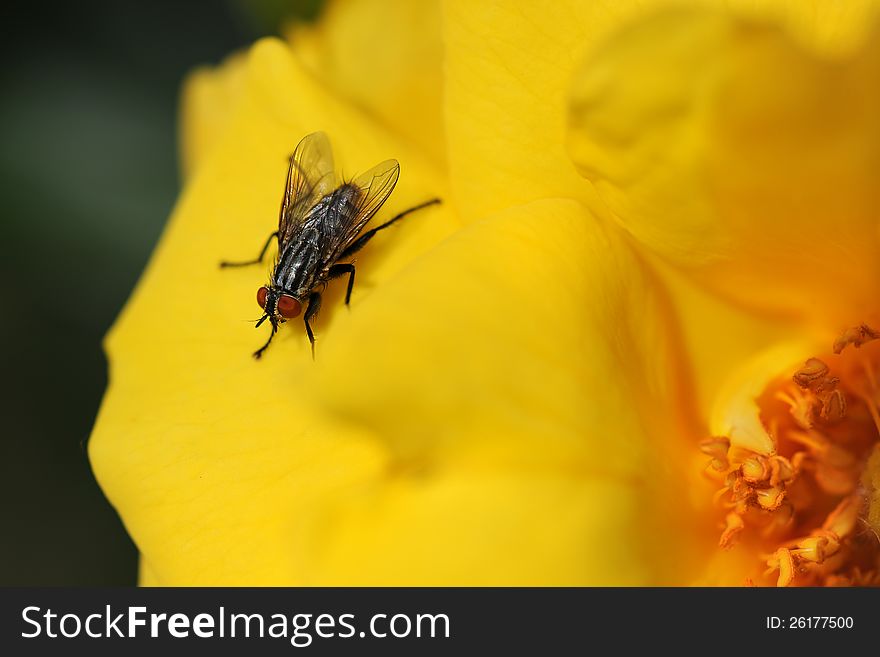 Common Fly on Yellow Flower