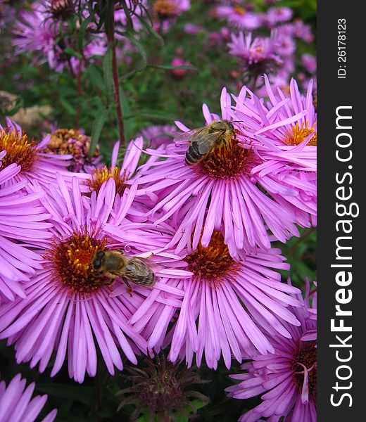 The bees sitting on the asters