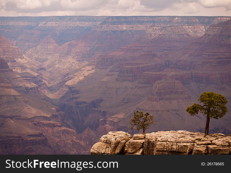 Grand Canyon Cliff With Two Trees In Foreground