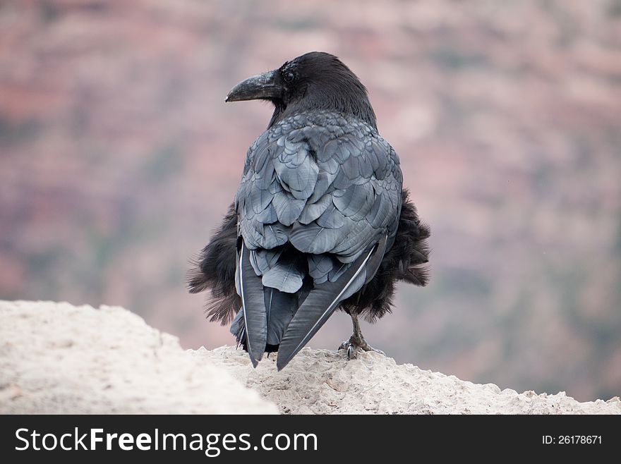 A raven, with wind blown feathers, sits at the edge of a cliff in the Grand Canyon. A raven, with wind blown feathers, sits at the edge of a cliff in the Grand Canyon.