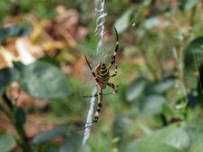 Wasp Spider Stock Photos Wasp Spider Stock Photos