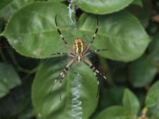 Wasp Spider Stock Images