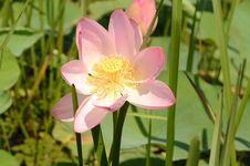 Pink Lotus Royalty Free Stock Images